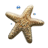 Sea Star-48