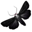 Butterfly-64