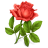 Rose-48