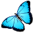 Blue Butterfly Icon
