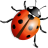Ladybug-48