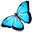 Blue Butterfly-32